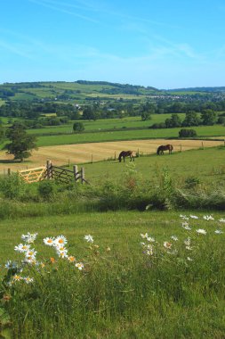İki at bir tarım arazisi üzerinde otlatmak