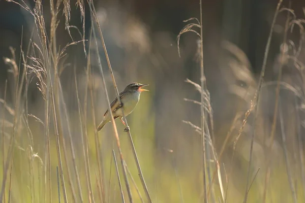 Reed warbler singing — Stock Photo, Image