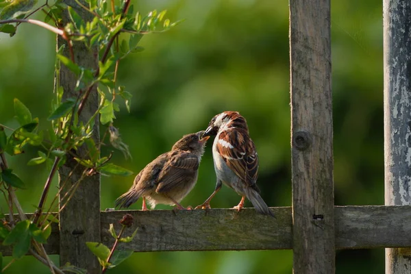 Adult sparrow feeding juvenile — Stock Photo, Image