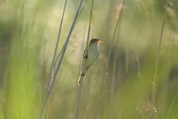 Reed Warbler cantando — Fotografia de Stock