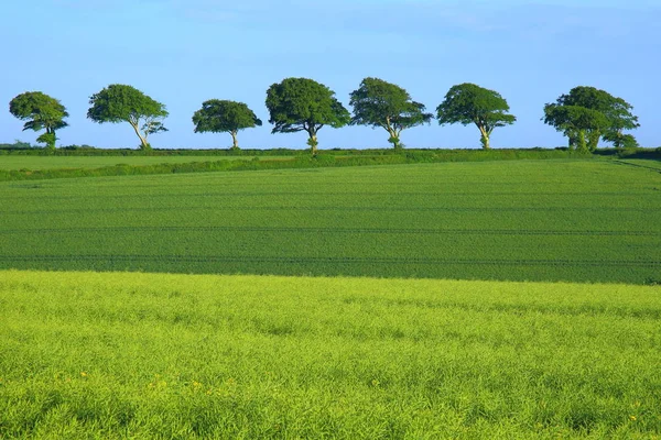Paisagem agrícola com fileira de árvores — Fotografia de Stock