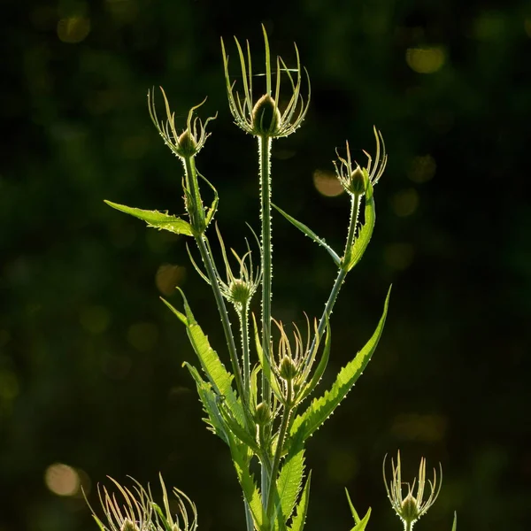 Тиселевое растение — стоковое фото