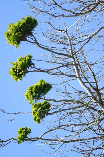 Νέα φύλλα αυξάνεται από νεκρούς πεύκο — Φωτογραφία Αρχείου