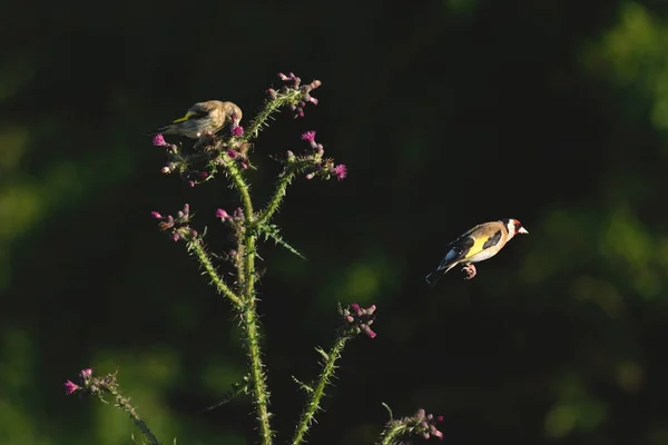 Goldfinch eating wild thistle flowers — Stock Photo, Image