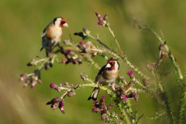 Goldfinch eating wild thistle flowers — Stock Photo, Image