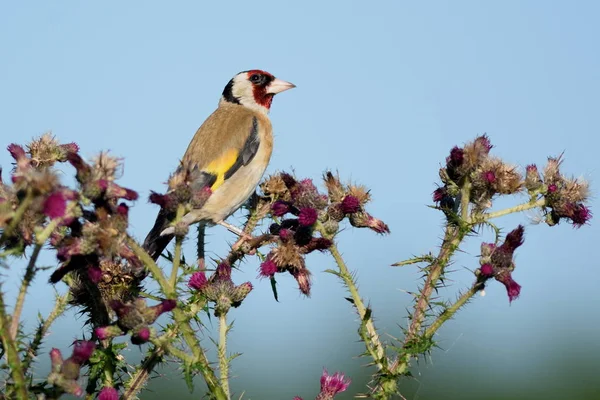 Goldfinch eating wild thistle flowers — Stock Photo, Image