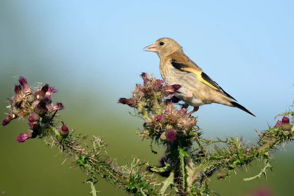 Greenfinch eating wild thistle flowers — Stock Photo, Image