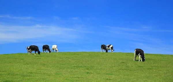 群牛吃草的地平线上 — 图库照片