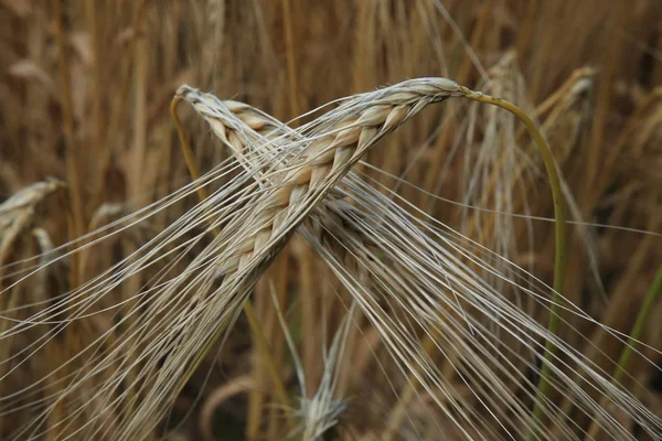 Closeup de orelhas de trigo dourado — Fotografia de Stock