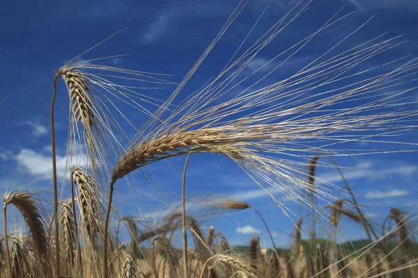 黄金の小麦の耳のクローズ アップ — ストック写真