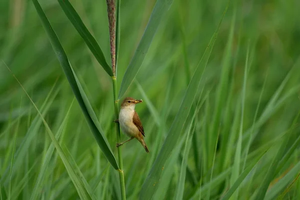 Paruline roseau avec nourriture dans le bec — Photo