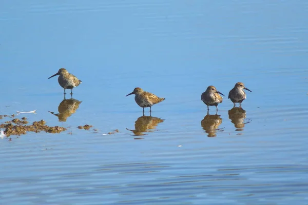 Группа песчаников питается на мелководье — стоковое фото