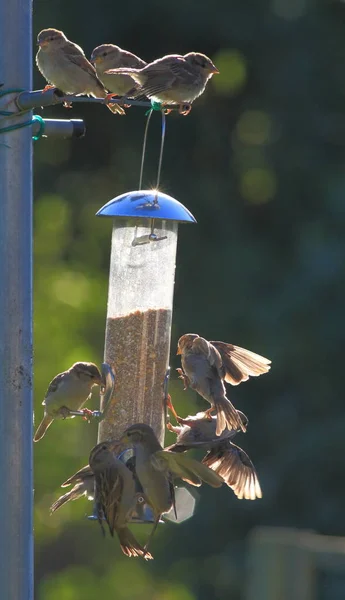 Grupp av sparvar äta från trädgården feeder — Stockfoto