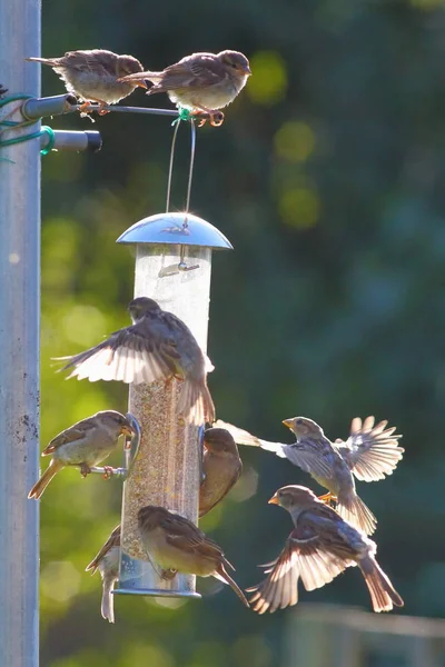 Grupo de pardais comendo de alimentador de jardim — Fotografia de Stock