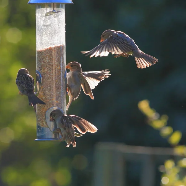 Grupo de pardais comendo de alimentador de jardim — Fotografia de Stock