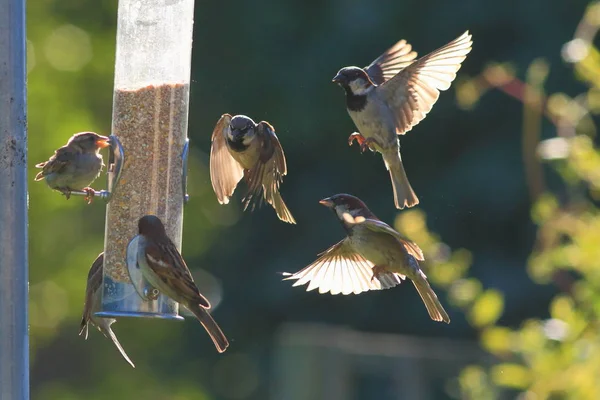 Group of sparrows eating from garden feeder — Stock Photo, Image