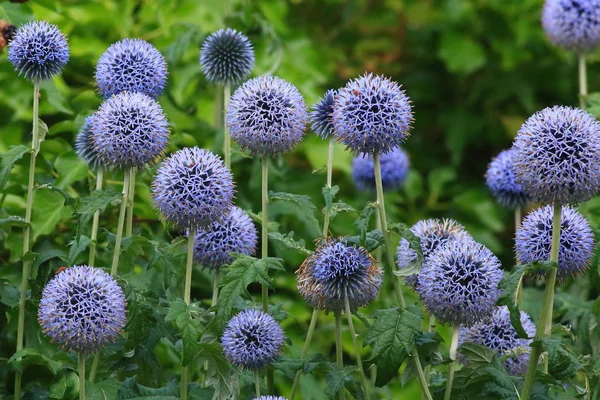Echinops çiçek başları 