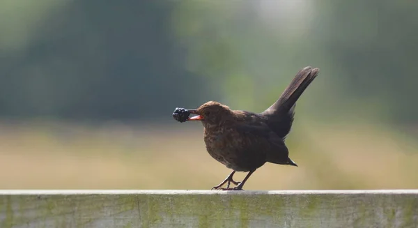 Juvenile common blackbird — Stock Photo, Image