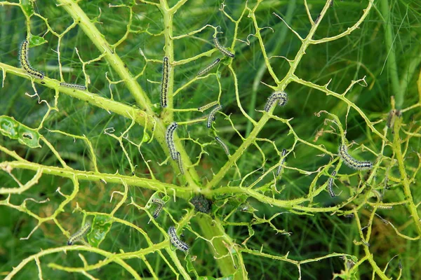 Cabbage damaged by caterpillars — Stock Photo, Image