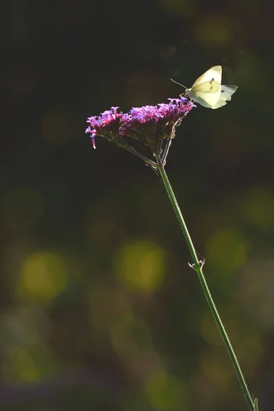 Mariposa de col blanca grande — Foto de Stock