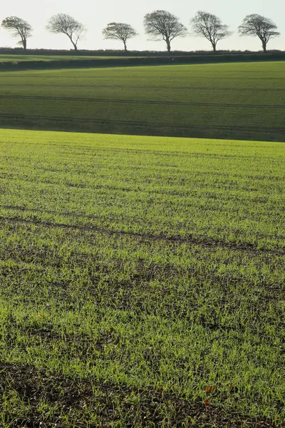 Nieuwe scheuten groeien op een veld van landbouwgrond — Stockfoto