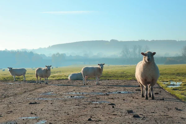 Herd of sheep on a misty morning — Stock Photo, Image