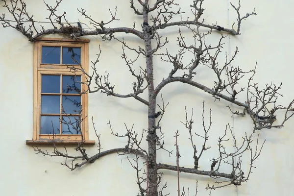 树在冬天的墙壁旁边的房子 — 图库照片