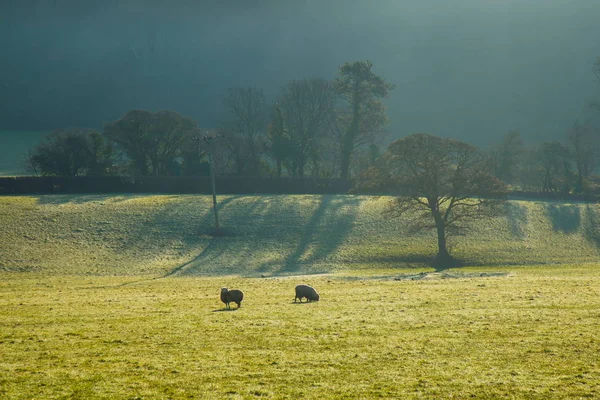 Stado Owiec Pola Uprawne East Devon — Zdjęcie stockowe