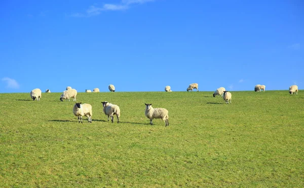 Manada Ovinos Nas Terras Agrícolas East Devon — Fotografia de Stock