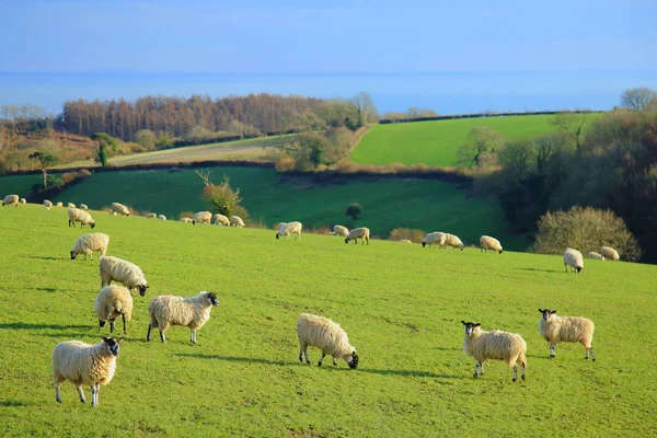 イースト デヴォンの農地に羊の群れ — ストック写真