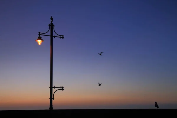 Lamp Post Dawn Seagulls Flight — Stock Photo, Image