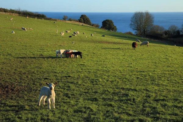 Junge Lämmer Weiden Auf Ackerland Auf Dem Hügel Mit Meer — Stockfoto