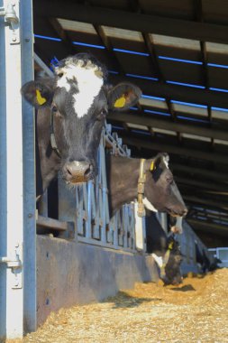 Doğu Devon'da çiftlikte inekler