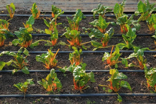 Detail Vegetable Farm Irrigation System — Stock Photo, Image