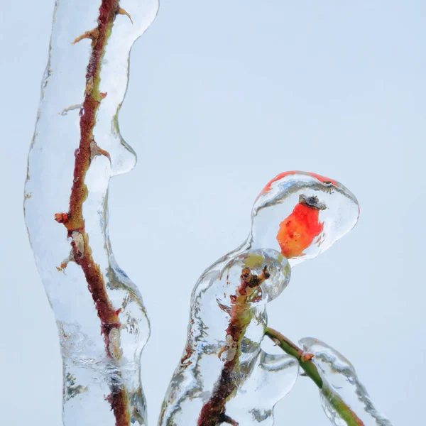 Κόκκινο Τριαντάφυλλο Ισχίου Που Καλύπτονται Από Πάγο Μια Κρύα Χειμωνιάτικη — Φωτογραφία Αρχείου