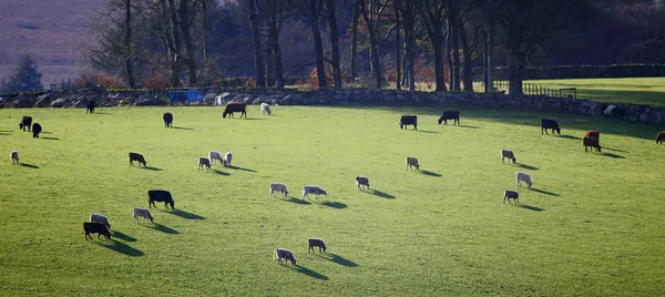 德文郡达特莫尔的农田里 成群的奶牛正在放牧 — 图库照片