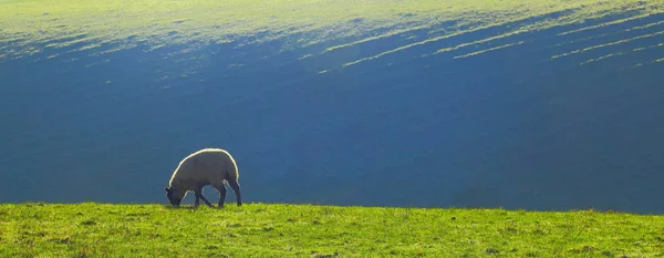 Πρόβατα Που Βόσκουν Γεωργικές Εκτάσεις Στο Ανατολικό Ντέβον — Φωτογραφία Αρχείου