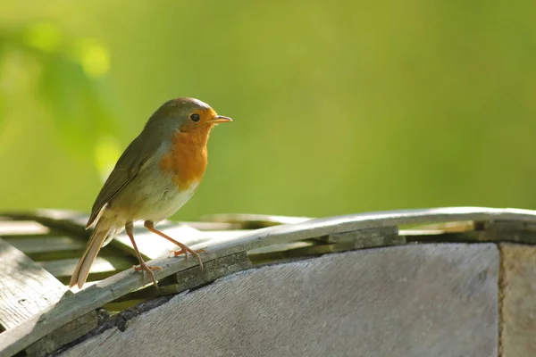 Ευρωπαϊκός Κοκκινολαίμης Erithacus Rubecula Σκαρφαλωμένος Στον Κήπο — Φωτογραφία Αρχείου