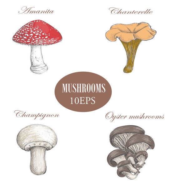 Set mushrooms.  colored illustration. Mushrooms collection.