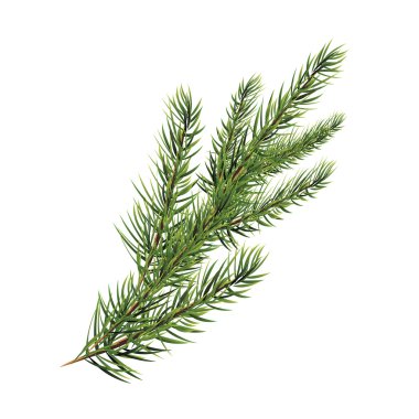 çam ağacı dalı. Ladin, çam, köknar. Noel ağacı.