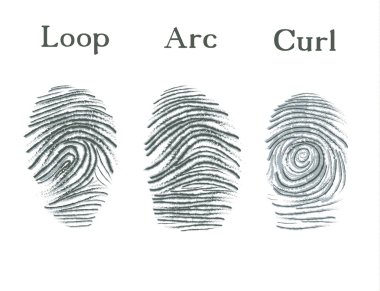 Set of fingerprints icons, id security identity fingerprint. Loop, arc, curl clipart