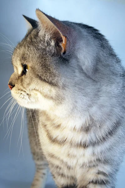 Scottish british cat. Grey tabby chinchilla color — Stock Photo, Image