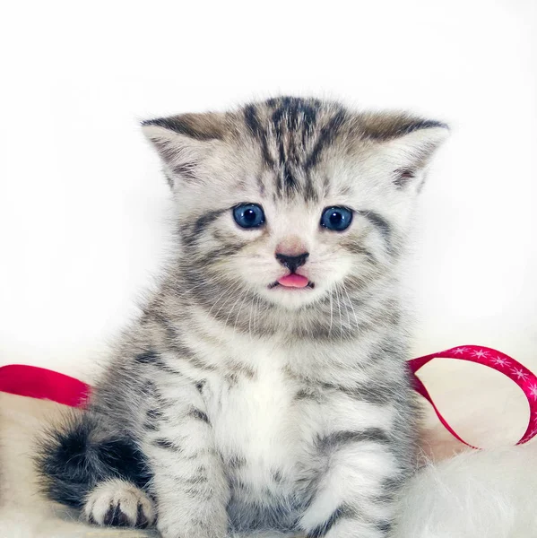 Kitten weergegeven: tong. Gestreepte kitten. Britse, Scottish Straight. — Stockfoto