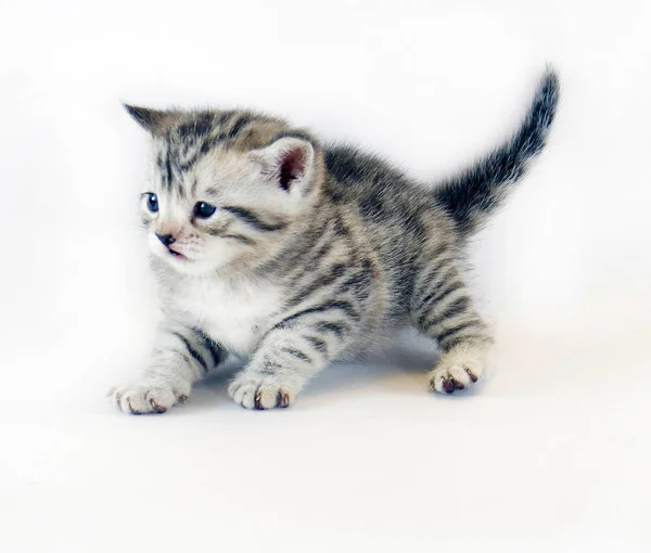 Kitten play. cute kitten small striped. cat — Stock Photo, Image