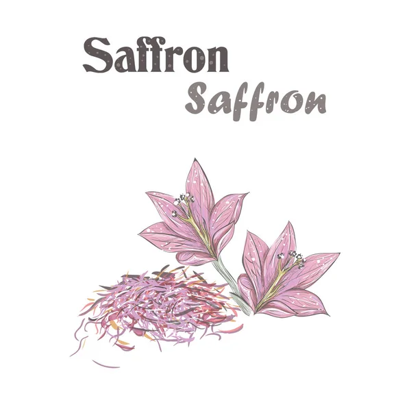 Saffran krydda. Crocus blomma. Skech saffran vektorillustration. — Stock vektor