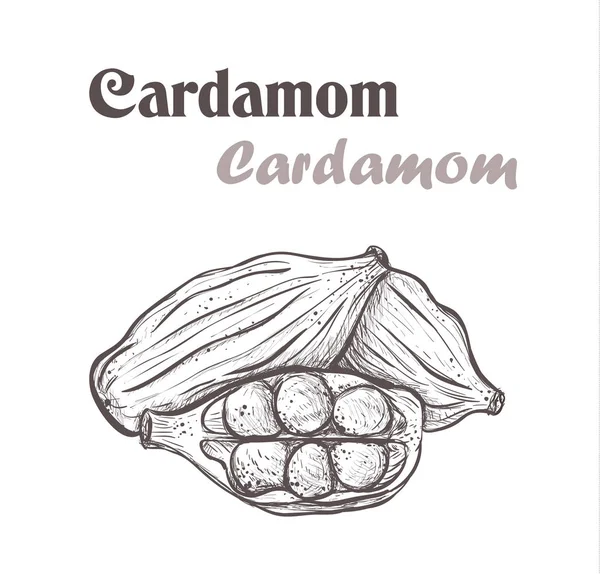 Especias de cardamomo. Dibujo estilo vector ilustración de cardamomo — Vector de stock