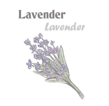 Lavanta. Çizim illüstrasyon lavanta renkli. Lavanta Herb baharat 10eps.