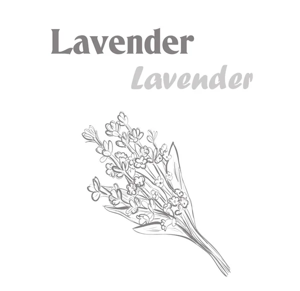 Lavendel ört krydda. Skiss teckning lavendel. vektor — Stock vektor