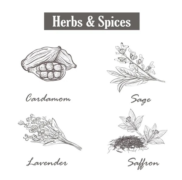 Hierbas y especias. azafrán, salvia, lavanda, cardamomo. vector. Establecer el estilo de boceto hierbas y especias — Vector de stock