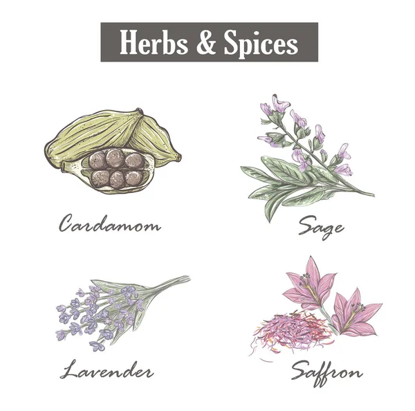 Skech spice and herbs. Set. Vector illustration. — Stock Vector